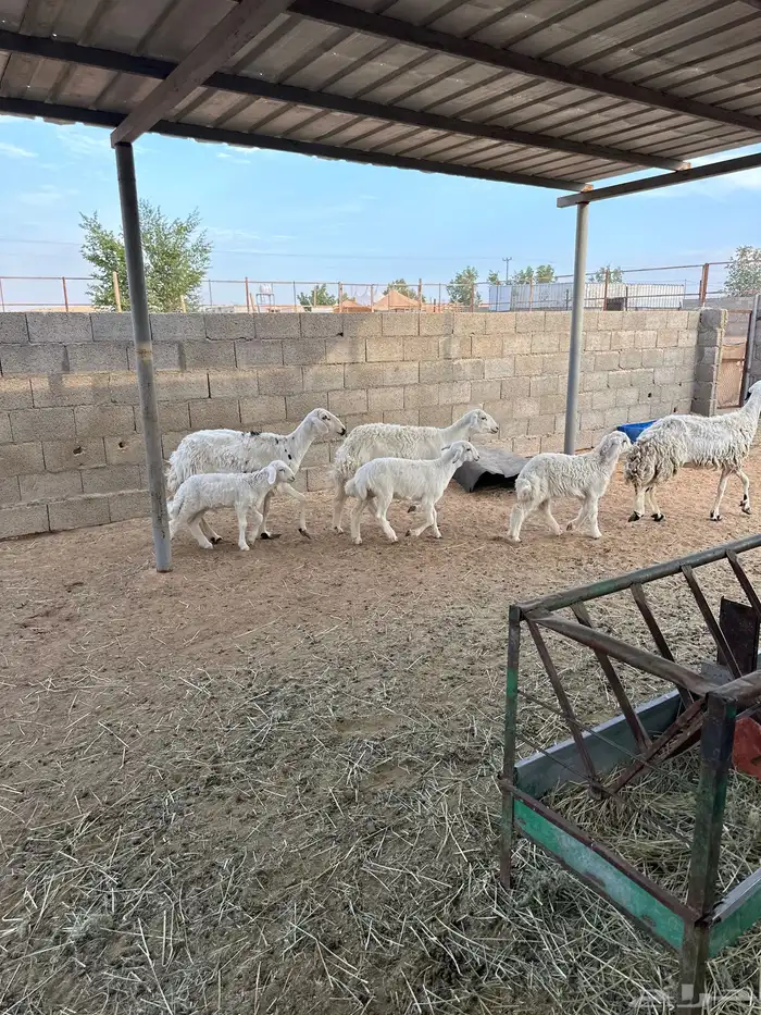 حريات متابيع 3. تحته 3. صغار سن 1