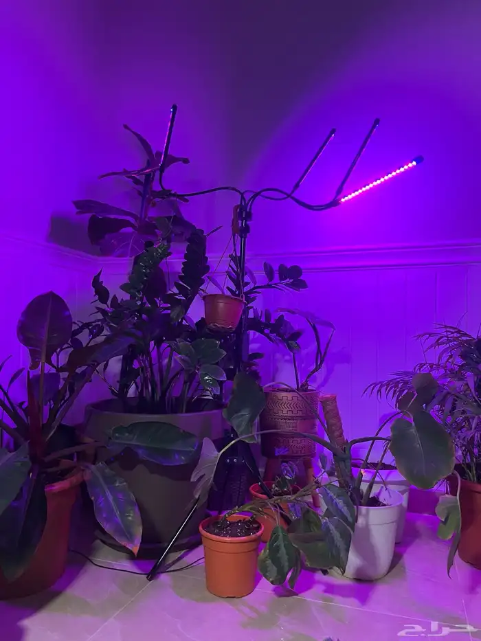 نبات داخلي للبيع واسعار الزاميا منافسة 3