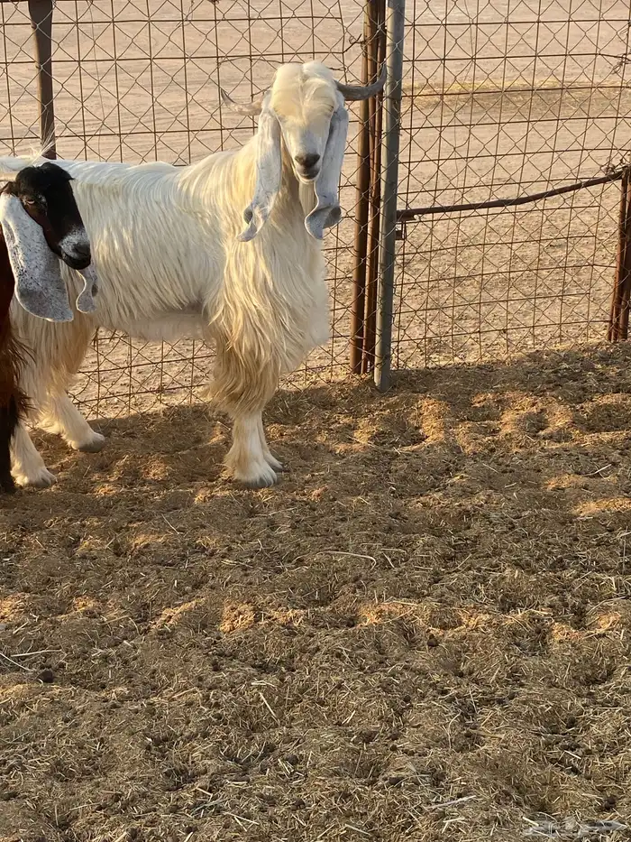 تيس فحل مشروك 3