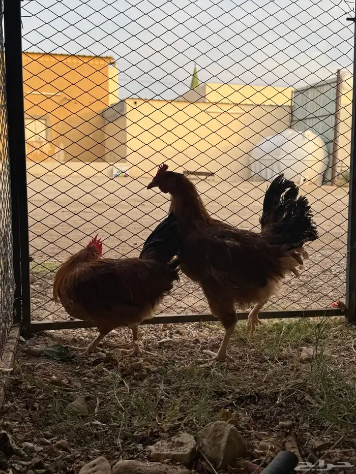 دجاج لوهمان 0