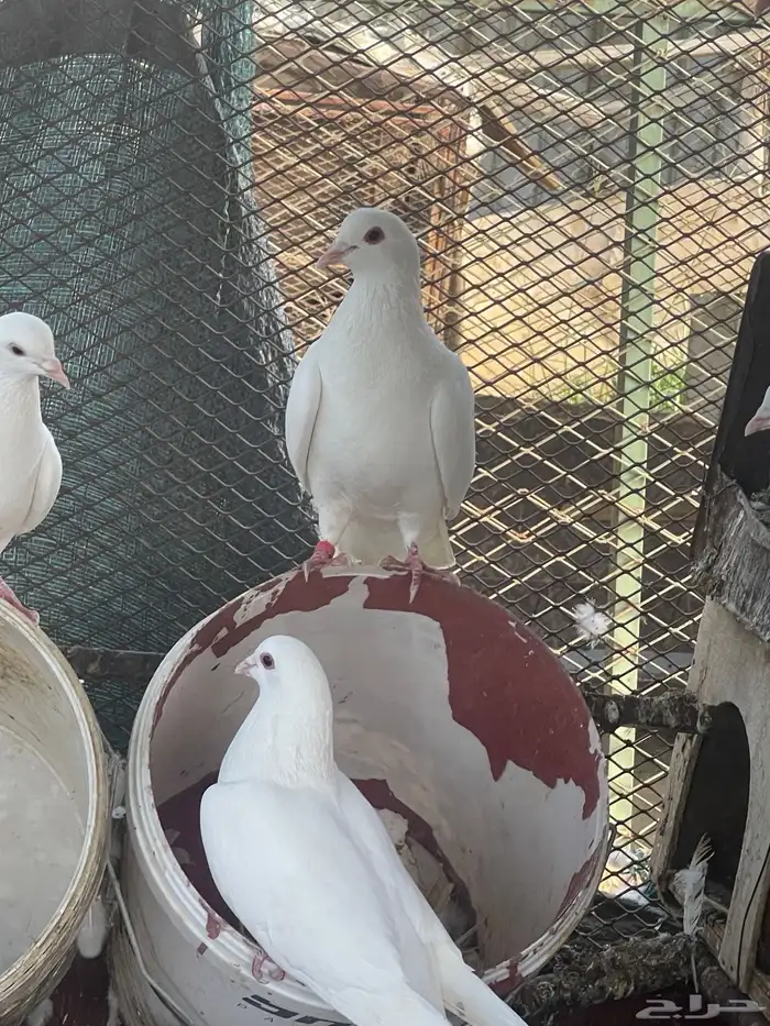 حمام فرنسي جانبو 4