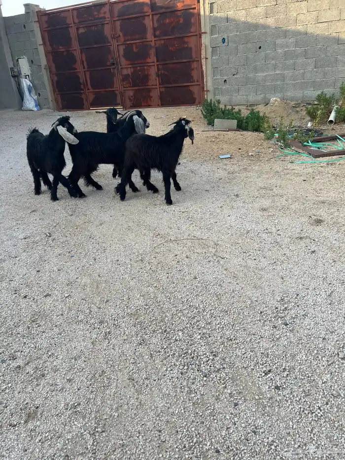 تيوس عوارض فل شحم ولحم 2