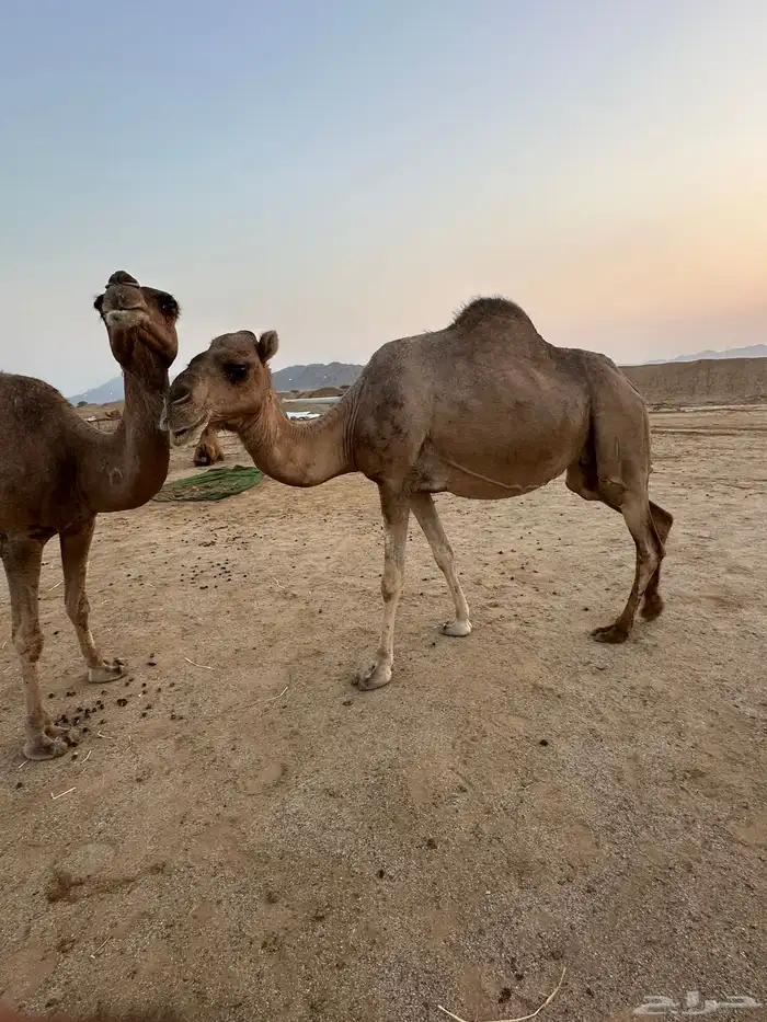 ابل ملاقي ( تم البيع ) 6