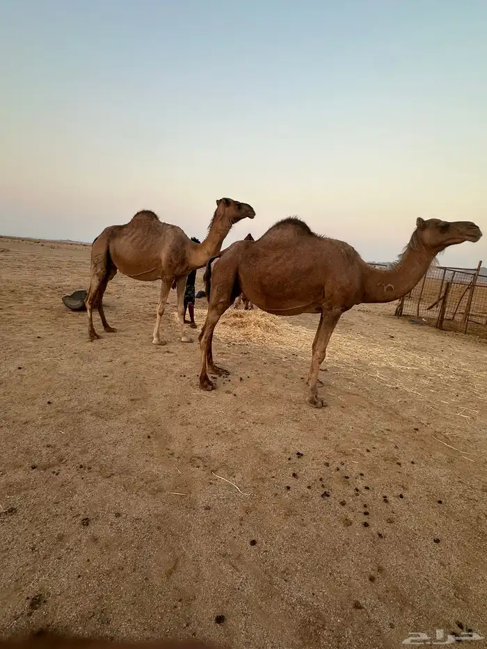 ابل ملاقي ( تم البيع ) 5