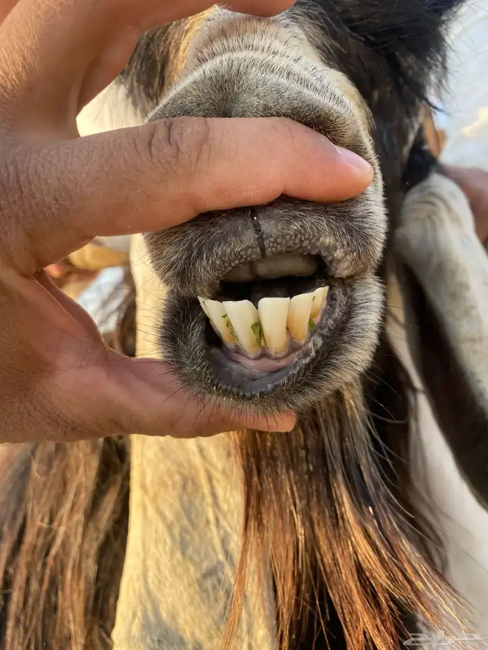 تيس فحل حار في القريع 5