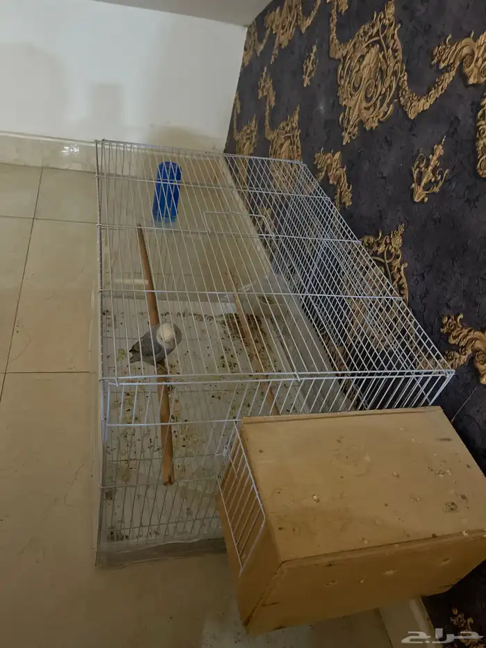 طيور روز ايطالي 3