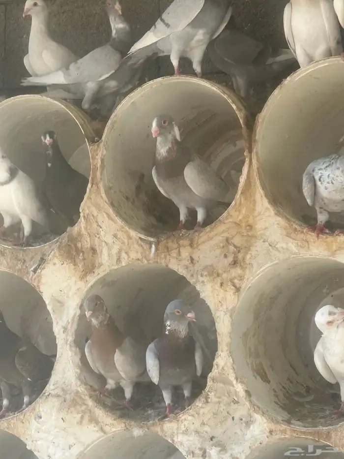 بيع حمام شامي 1