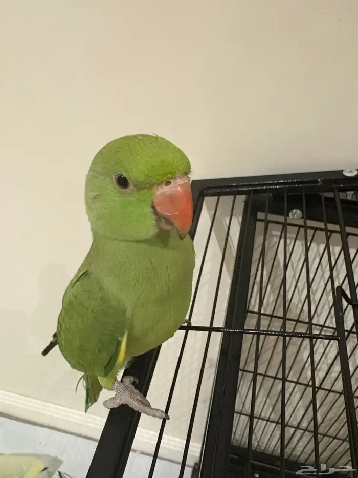 للبيع دره هنديه متكلمه (لون نادر) 18