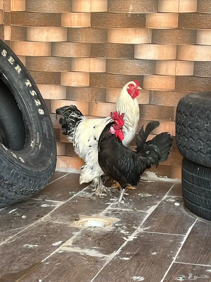 ديكه للبيع 1