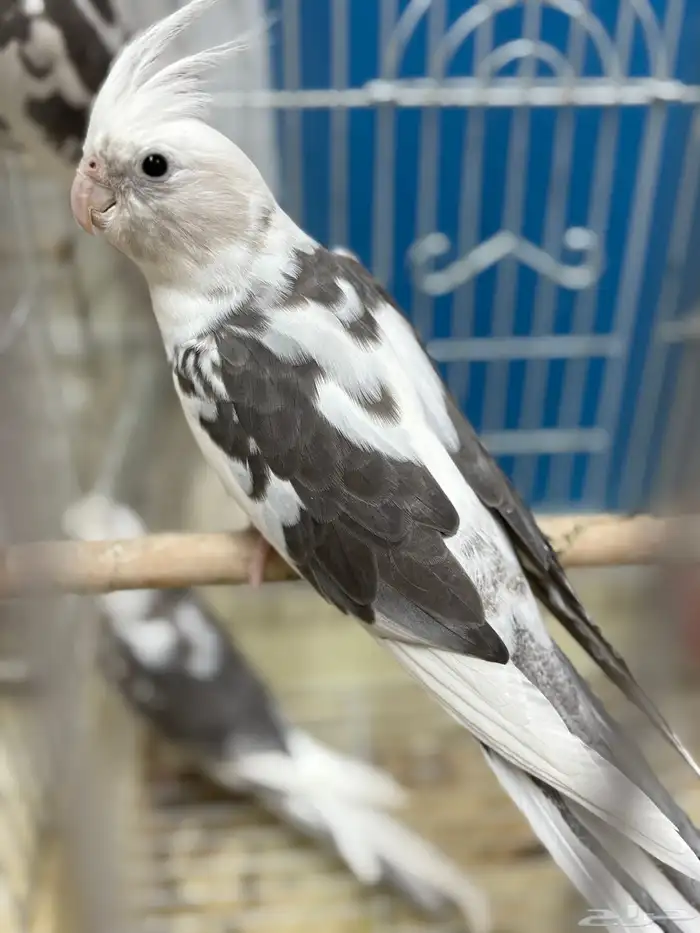 ذكر كروان بايد 1