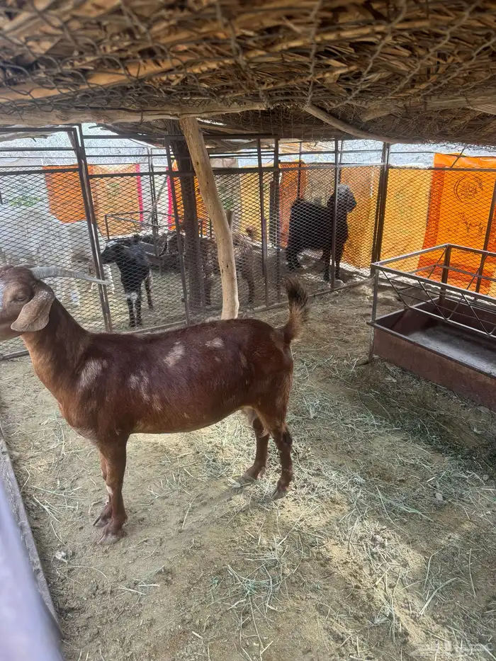 11ماعز 7عليها 8واربع وحده حليب وثلاث دفيع 2