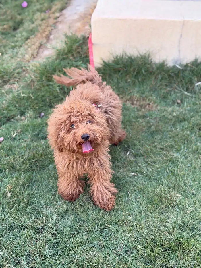 انثى توي بودل 4