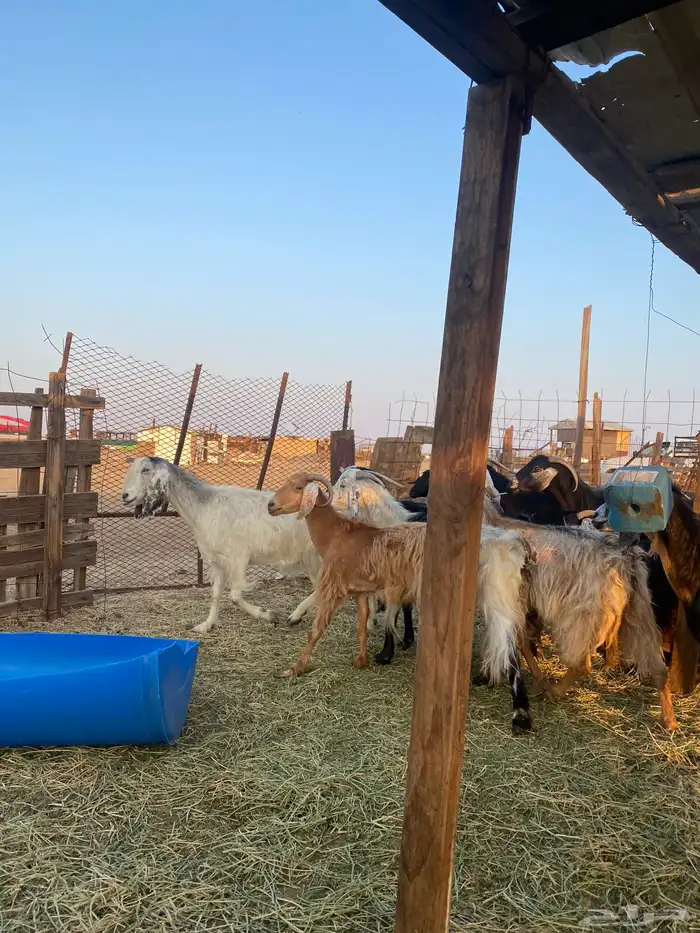 للبيع معزا عوارض وحريات بالفحل دفيع ومضاريع 12