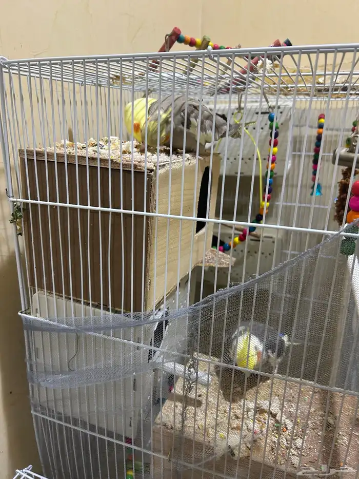 محمية طيور للبيع حمام كروان منتج 16