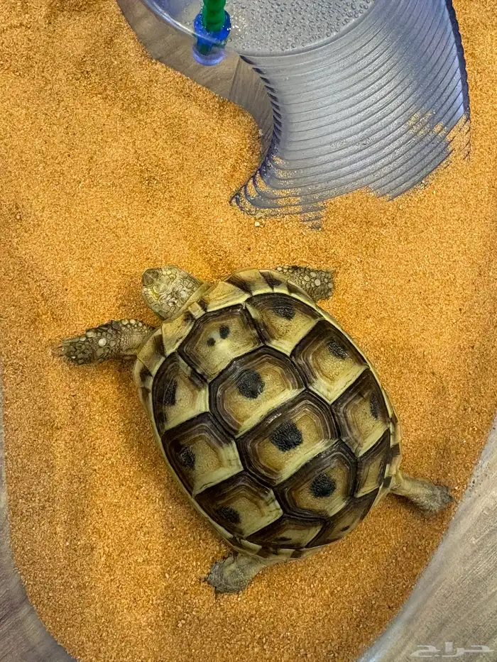 سلحفاة في الرياض حي قرطبة 0