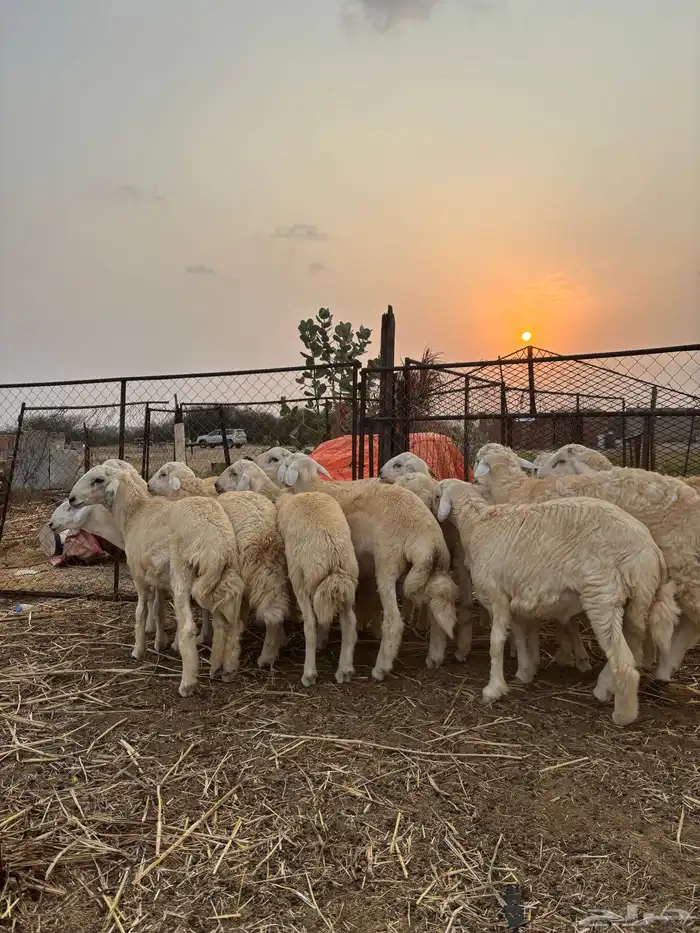 ذبايح للمناسبات 7