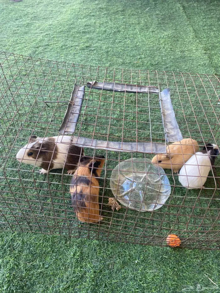 للبيع هامستر 1