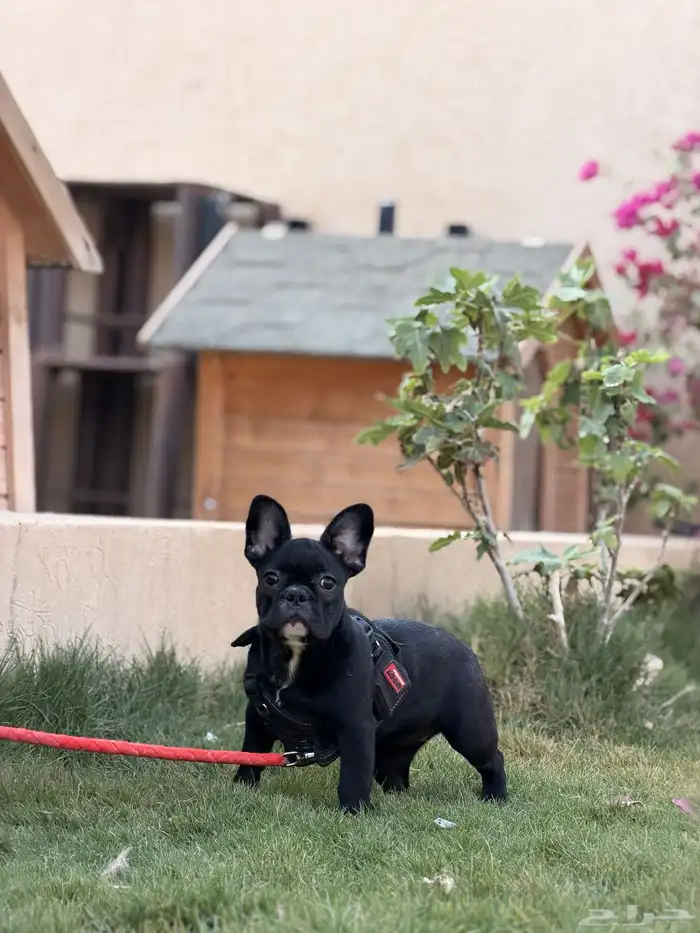 كلاب فرنش بولدوق 11