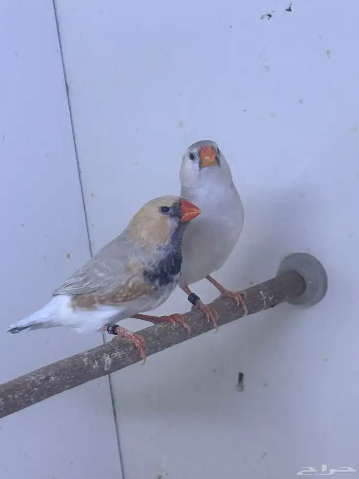 للبيع حضيرة زيبرا عدد 18 زوج حجم فوق الوسط 1