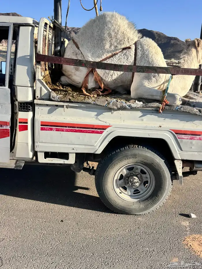 بكره كفو من تحت امه 3