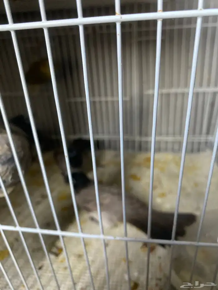 بلبل كعيت منتج ومغرد الزوج ب50 1