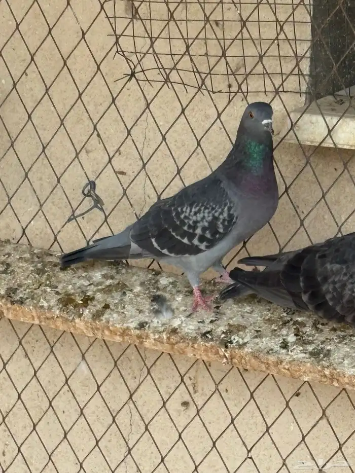 حمام عادي للعس 9