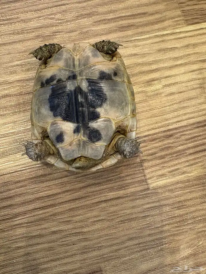 سلحفاة في الرياض حي قرطبة 3