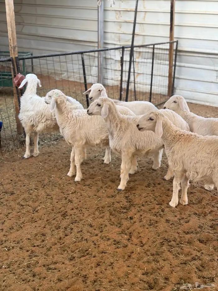 4 رخال و2 طليان 1