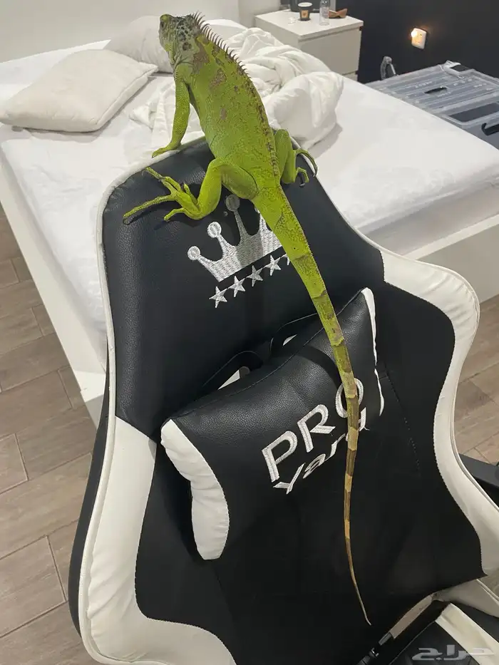 اغوانا حجم جبار 1