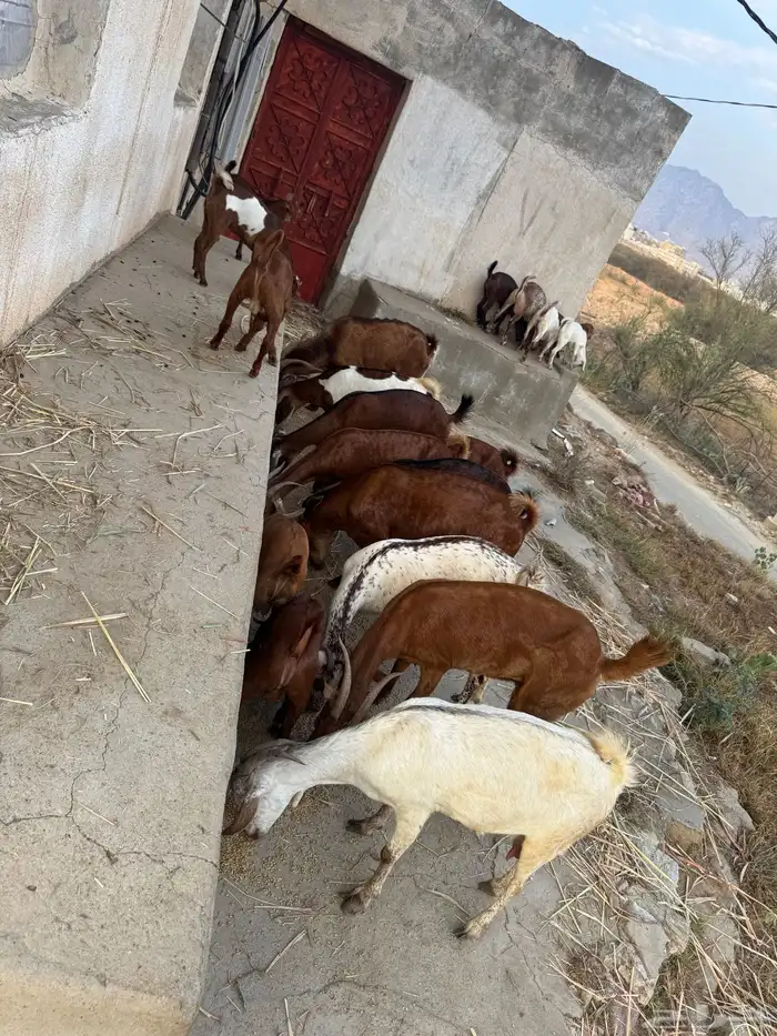 معزا مناتيج 9