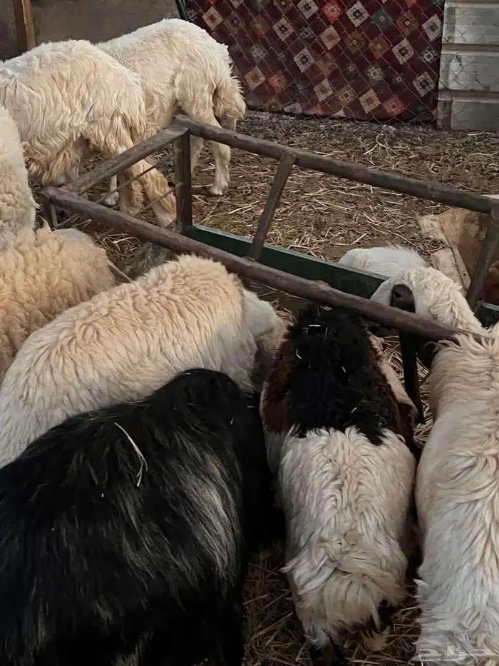 غنم حريه مراح واحد 0