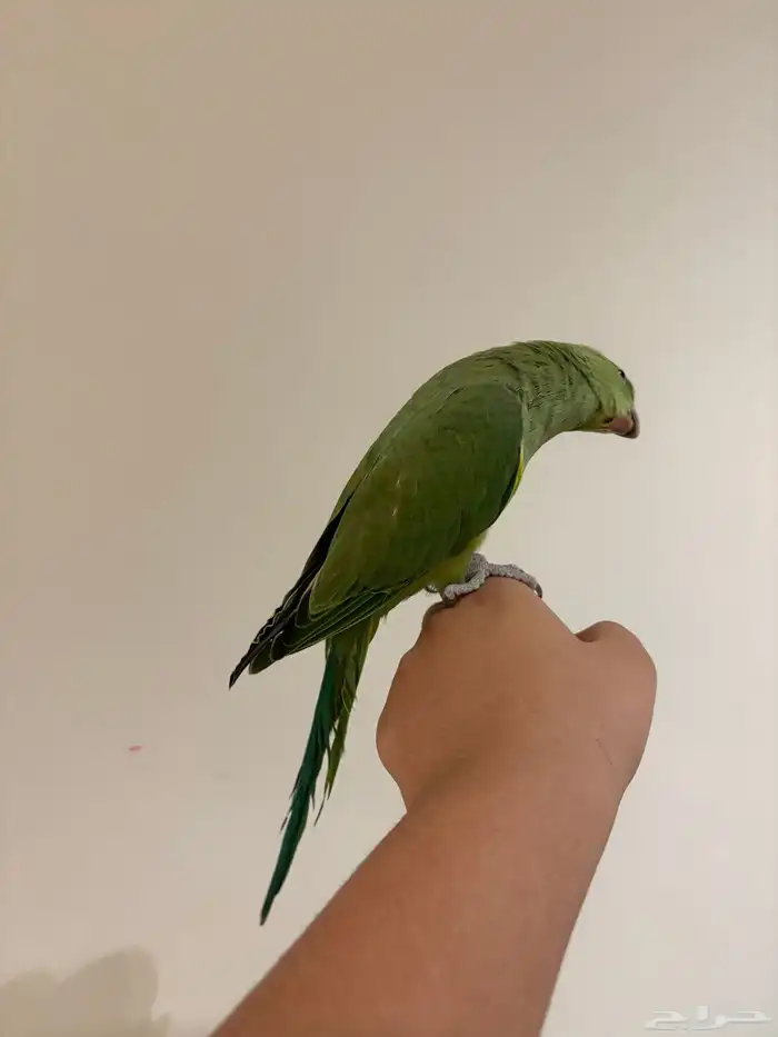 للبيع دره هنديه متكلمه (لون نادر) 15