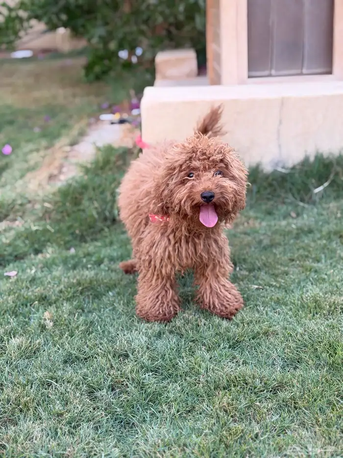 انثى توي بودل 2