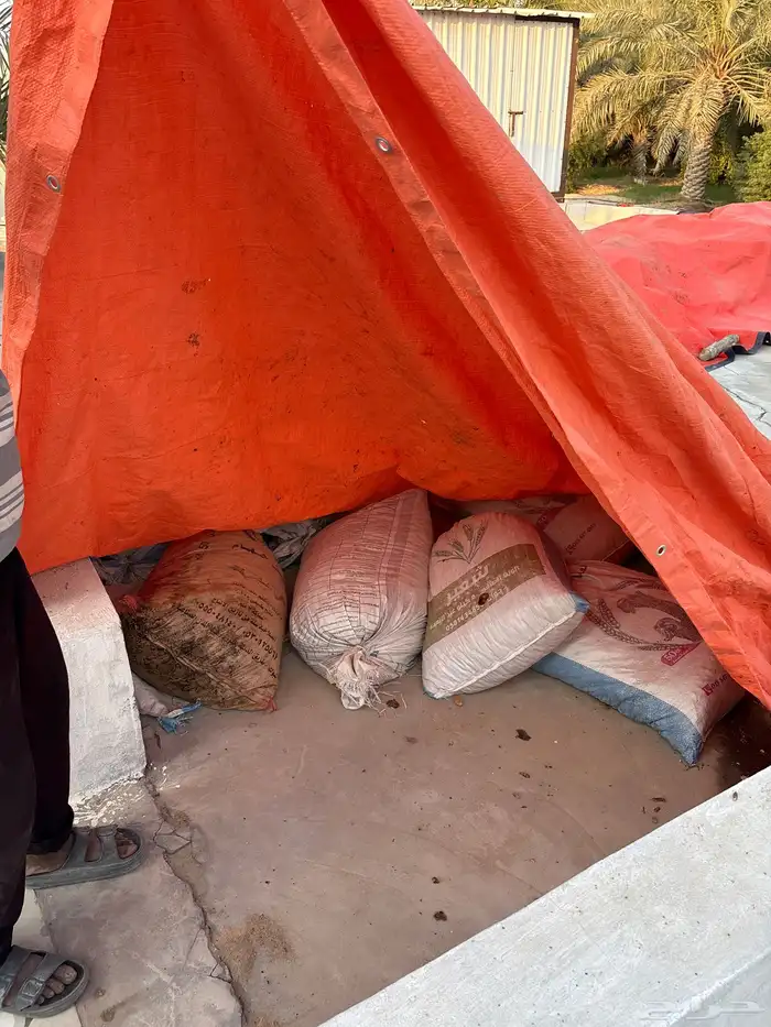 تمر علف للأغنام 0