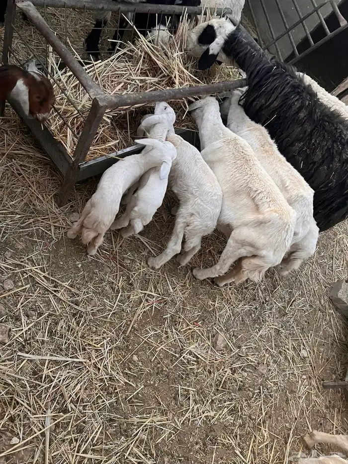 غنم حريه مراح واحد 6