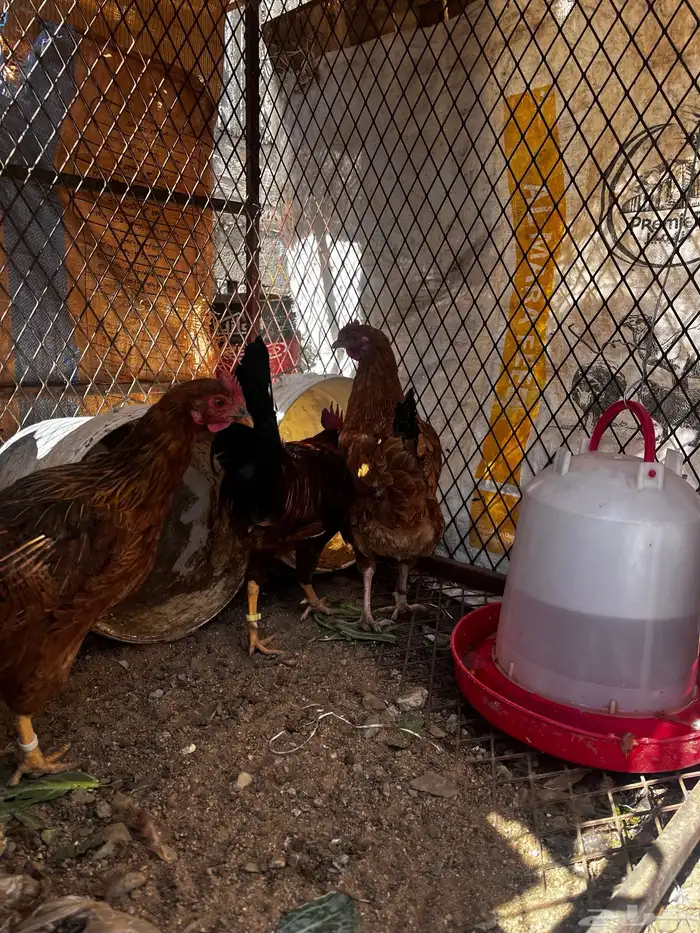 دجاج فرنسي و بلدي 1
