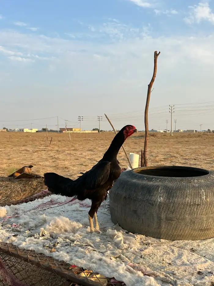 دجاجة الماني 1