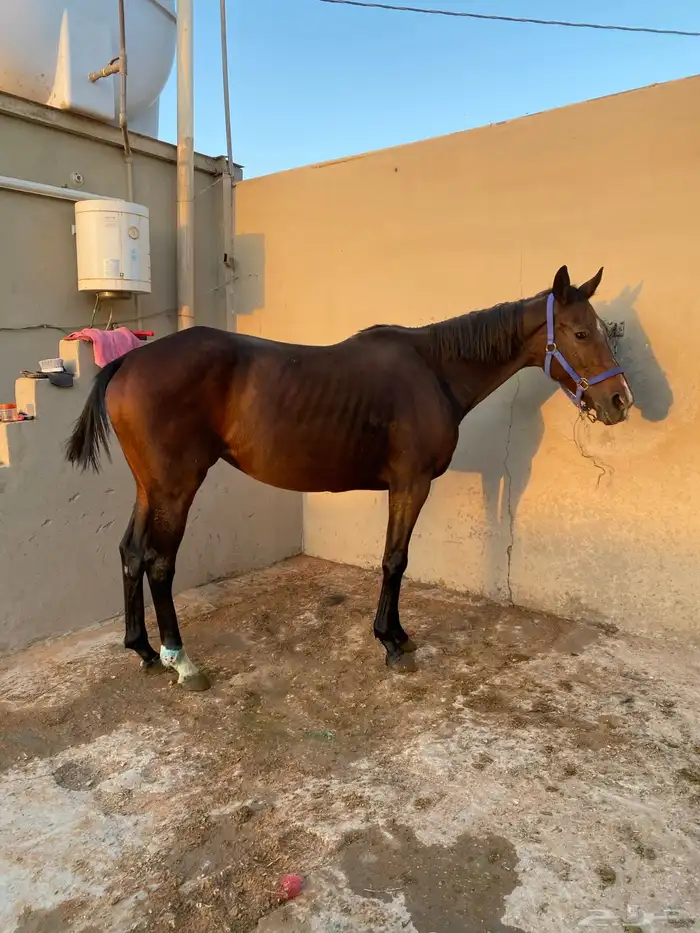 فرس انتاج حيييه 2