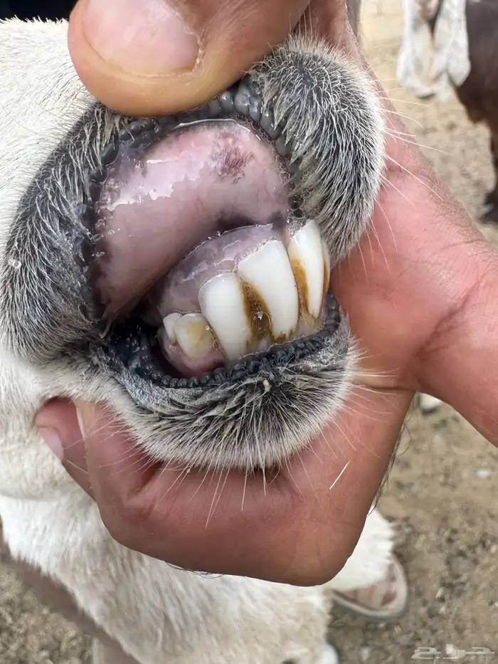 شاه رباع خلفه 3