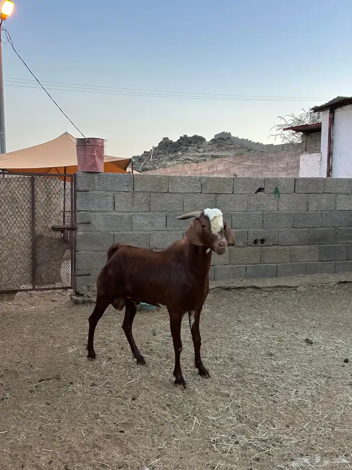 للبيع تيس فحل 0