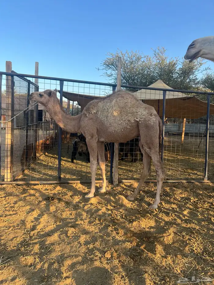 بكره للبيع 2