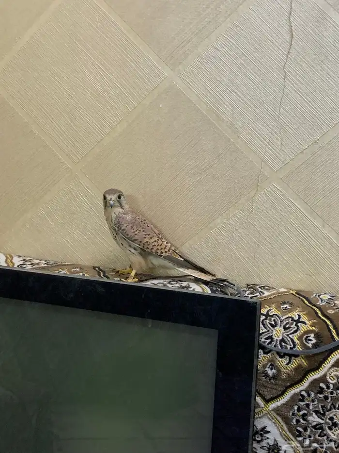 باش للبيع بسق للبيع السعر 60 ريال 3