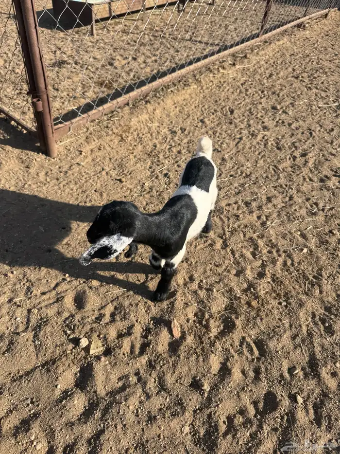 39 راس ضان ومعزا تحتها 4 1