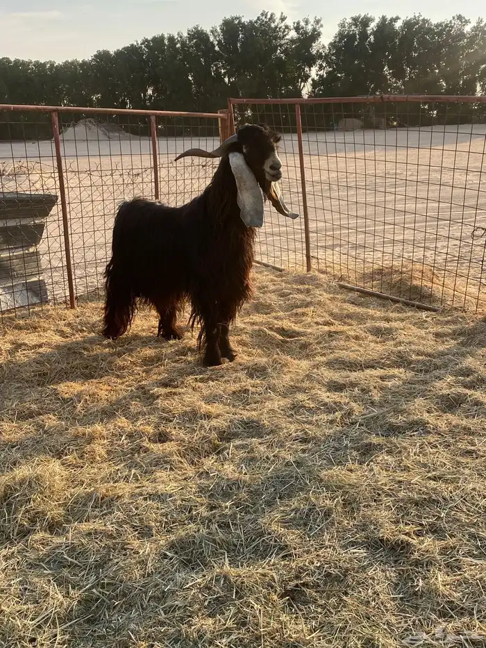 تيس فحل حار في القريع 4