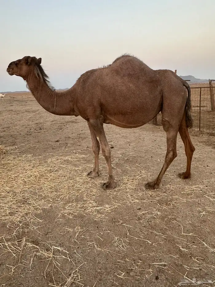 ابل ملاقي ( تم البيع ) 0