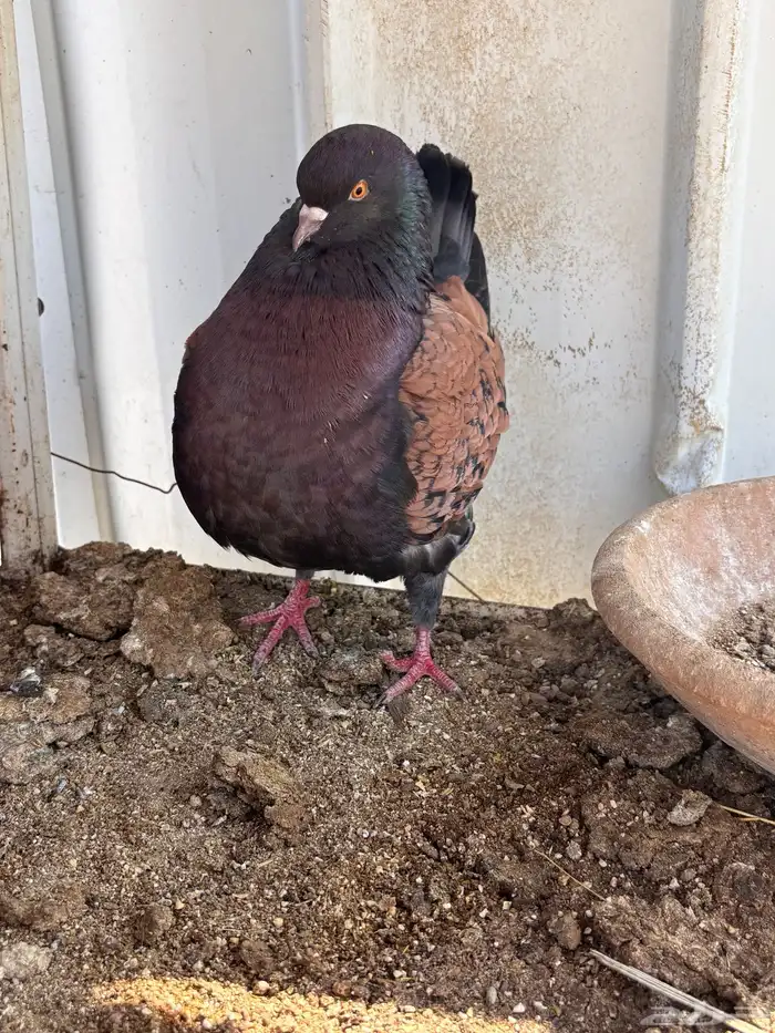 حمام كنق ايناث 5