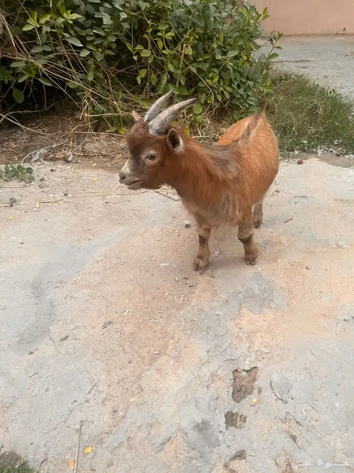 ماعز قزم صنف مشروع فحل 0