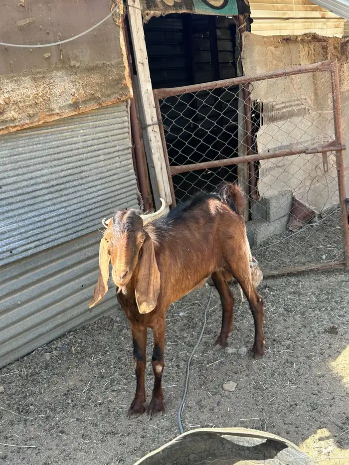 للبيع اربع ماعز دفع مع فحلها 6