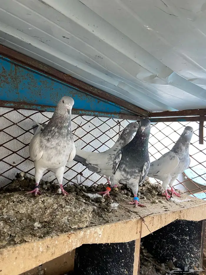 حمام باكستاني 5