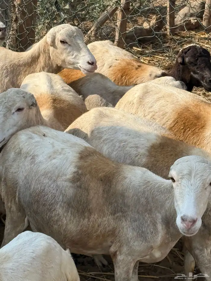 ضان مراح واحد مناتيج وقرايب 6